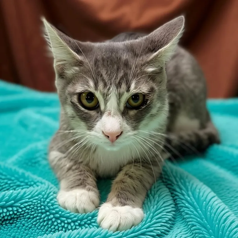 A baby small-sized male Gray / Blue / Silver Domestic Short Hair cat named Weevil for adoption in Enid, OK