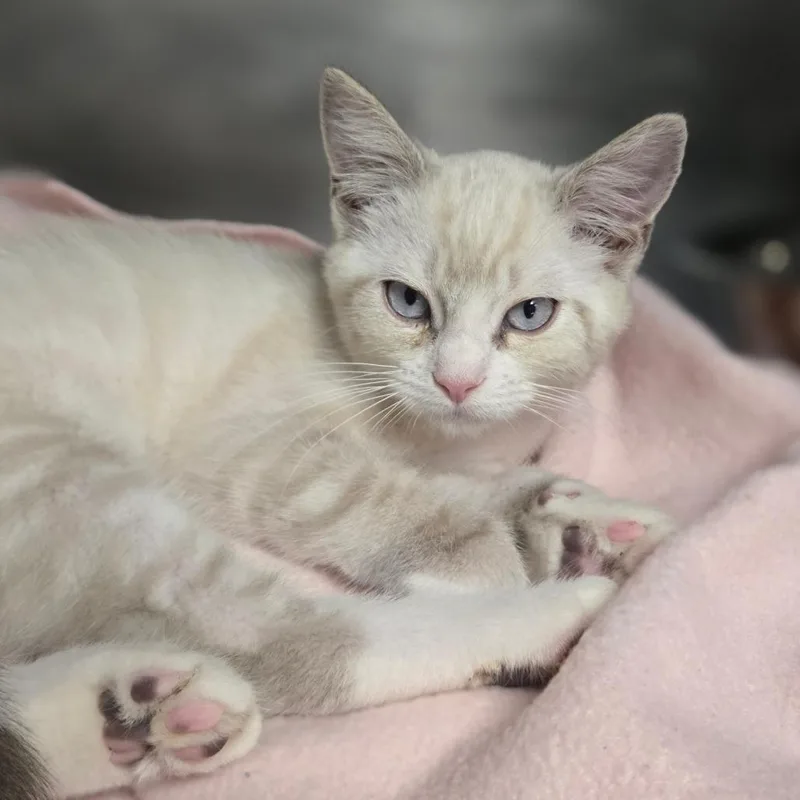 A baby small-sized female Cream / Ivory Siamese cat named Cream Cheese for adoption in San Jacinto, CA