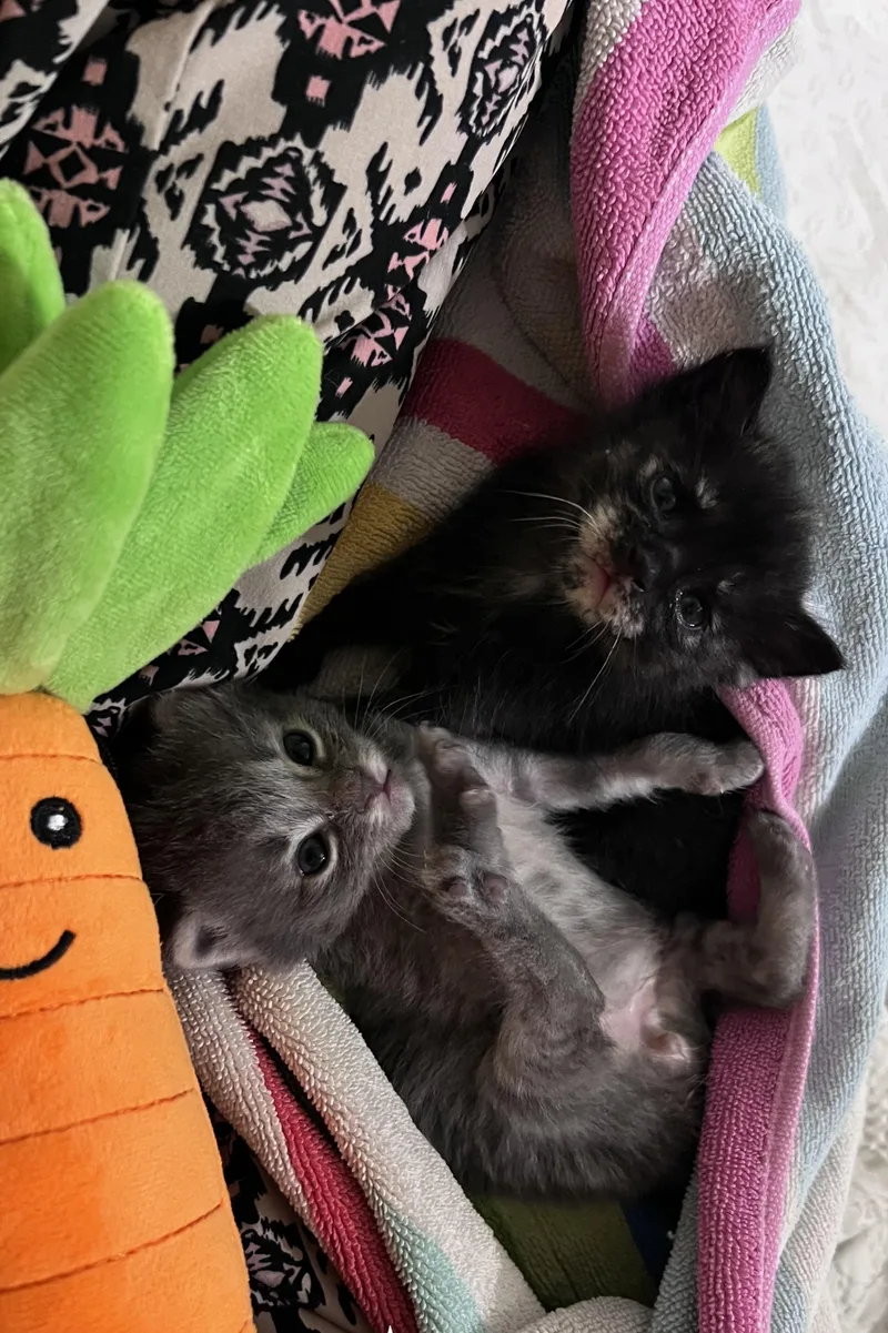 A baby medium-sized female Gray / Blue / Silver Domestic Medium Hair cat named Marshmallow Inka for adoption in Cleveland, TX