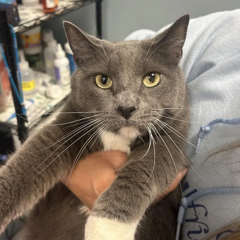 A senior medium-sized male Domestic Short Hair cat named Maximillion for adoption in New Castle, DE