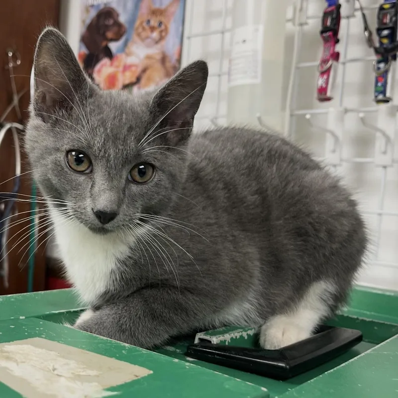 Mochi thumbnail 2