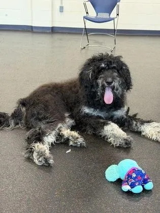 A young large-sized male Standard Poodle dog named Bean Dip for adoption in Westland, MI
