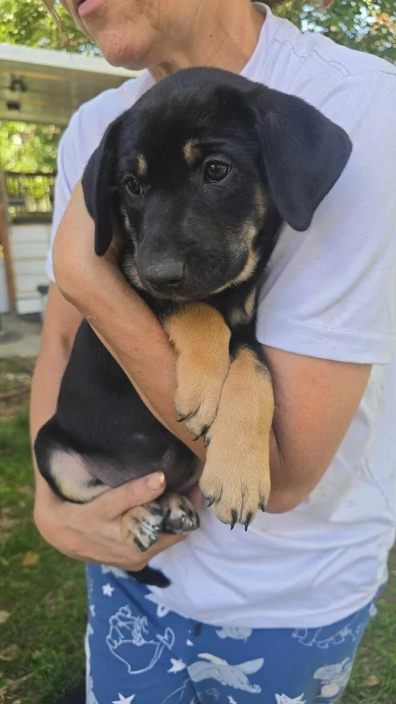 A baby medium-sized female Black Mouth Cur dog named Treat for adoption in Salt Lake City, UT