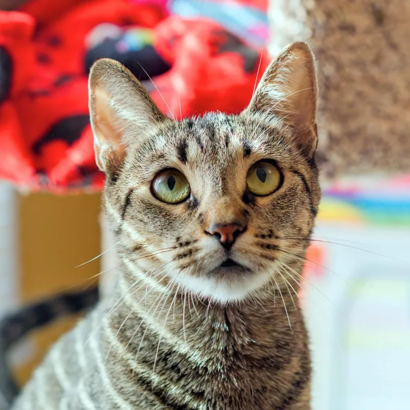 A young small-sized female Domestic Short Hair cat named Tawny for adoption in Port Washington, NY