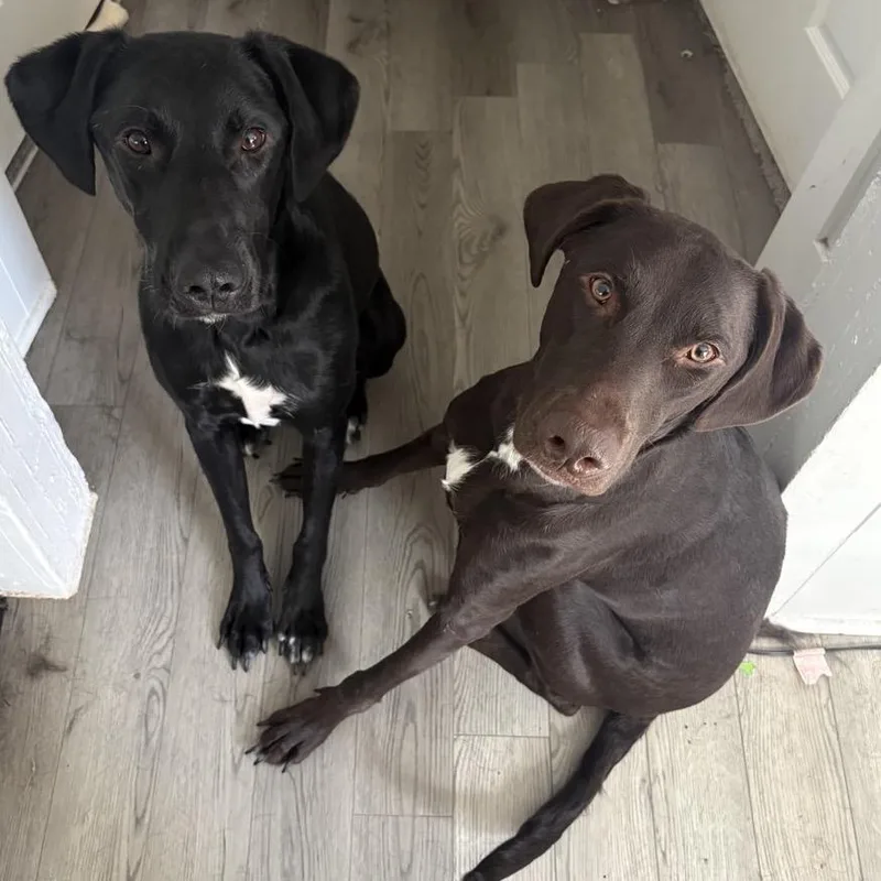 An adult large-sized female Brown / Chocolate German Shorthaired Pointer dog named Drama for adoption in Mooresville, NC