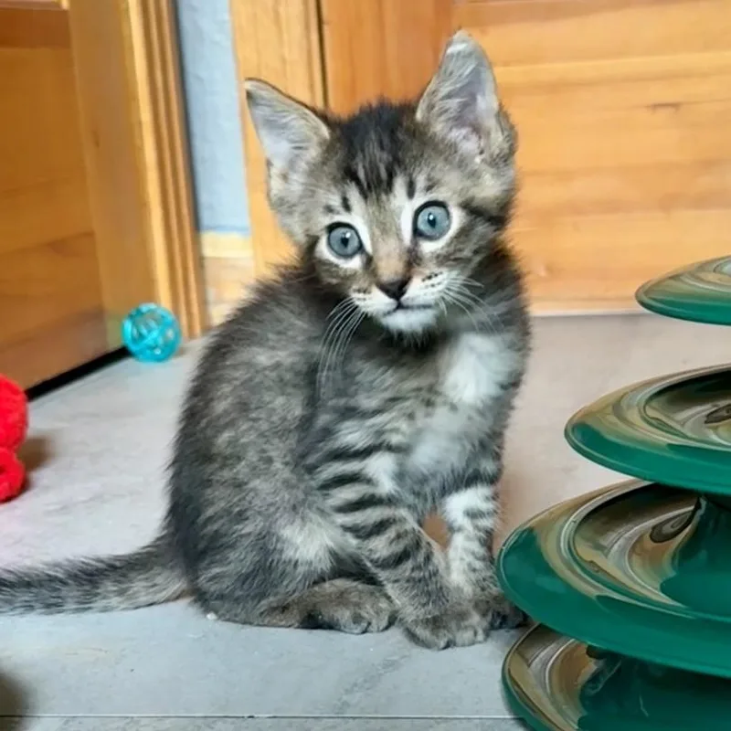 A baby small-sized male Black Domestic Short Hair cat named Turtle Regan for adoption in Morrison, CO
