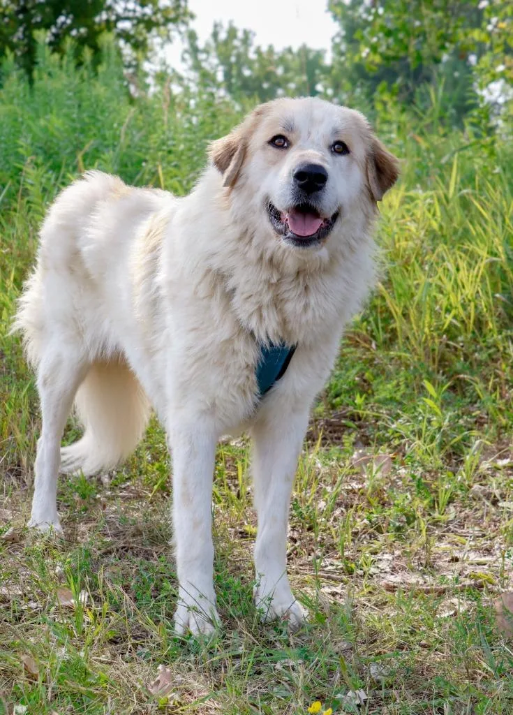 Jake thumbnail 3