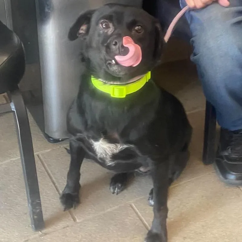 An adult medium-sized female Black Mixed Breed dog named Ruby for adoption in Huntington, WV