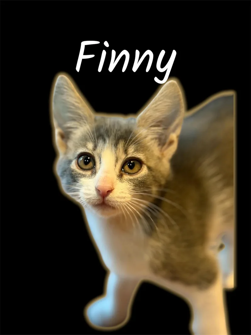A baby small-sized female Tabby (Gray / Blue / Silver) Domestic Short Hair cat named Finny for adoption in Auburn, CA