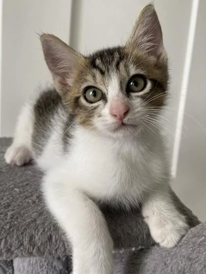 A baby small-sized female Domestic Short Hair cat named Ravioli for adoption in Honolulu, HI