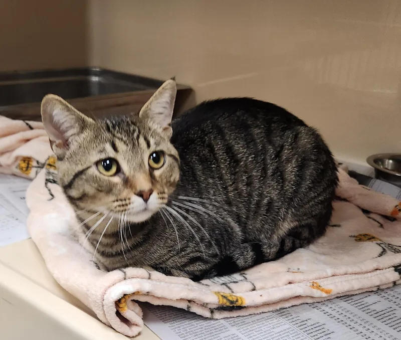 An adult medium-sized male Tabby (Brown / Chocolate) Domestic Short Hair cat named Frederick for adoption in Clayton, NJ