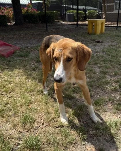A young medium-sized male Hound dog named Cinco for adoption in Conway, SC