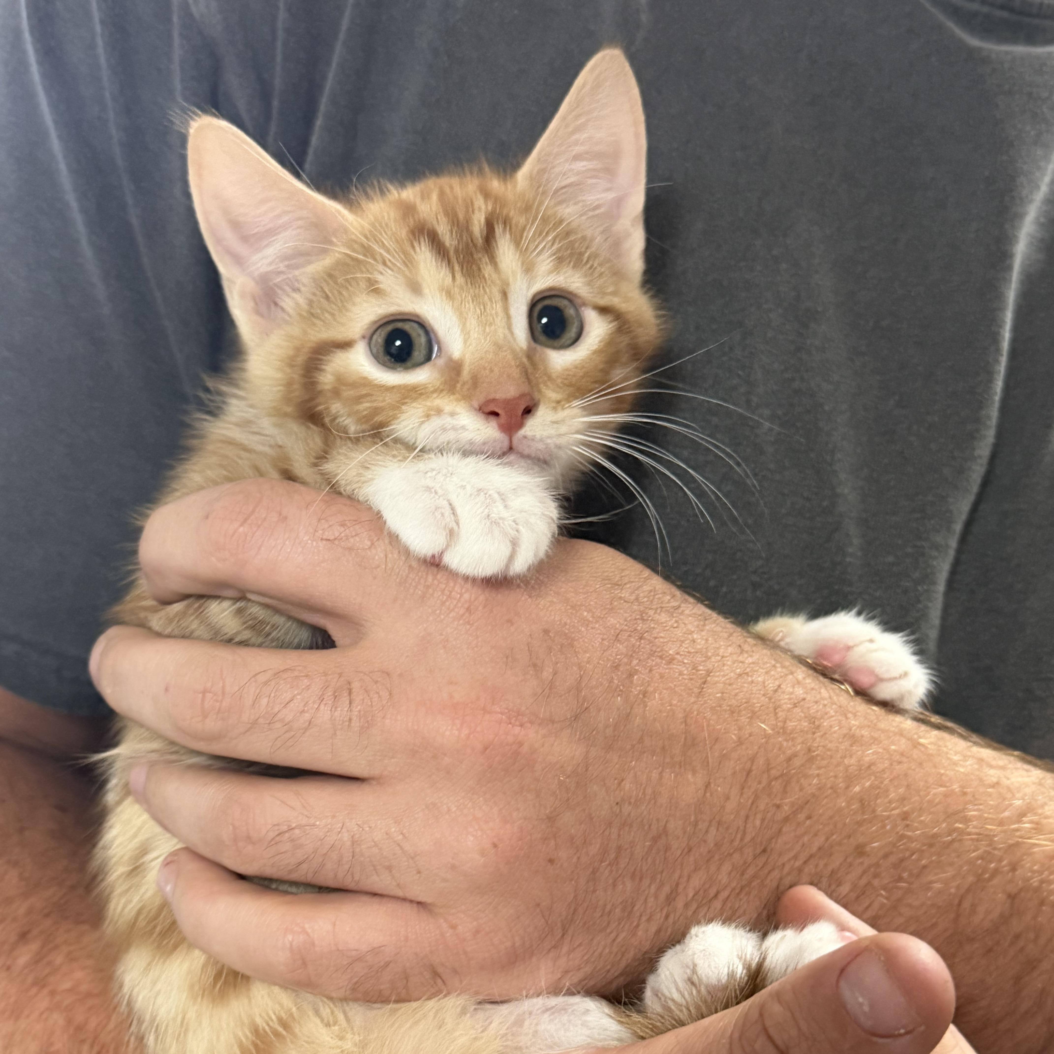 A baby medium-sized male Tabby cat named Frack for adoption in Columbia, SC