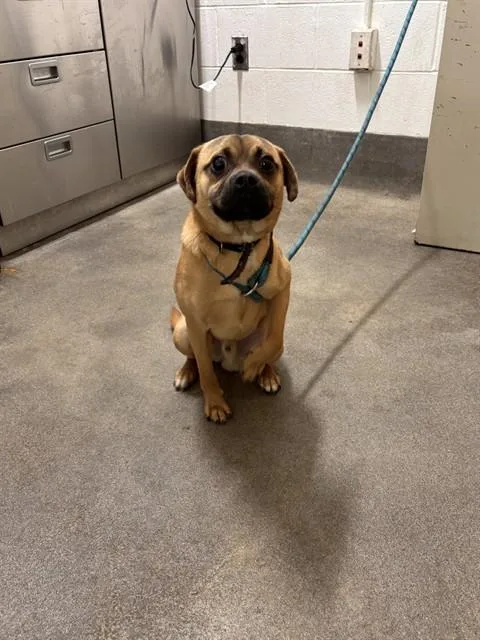 A young medium-sized male Pug dog named Harvey for adoption in Upper Marlboro, MD
