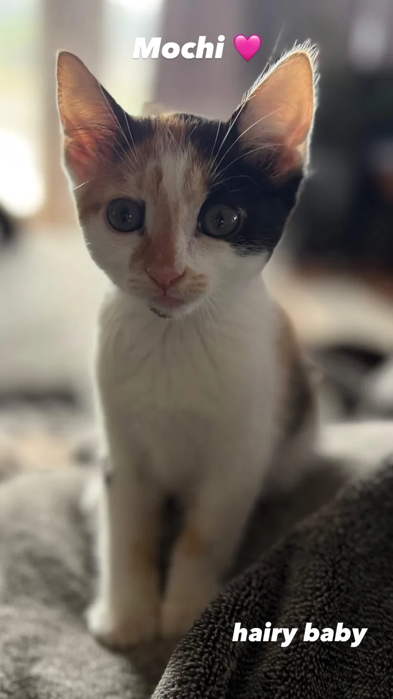 A baby medium-sized female Calico cat named Mochi  Calico Cutie for adoption in San Luis Obispo, CA