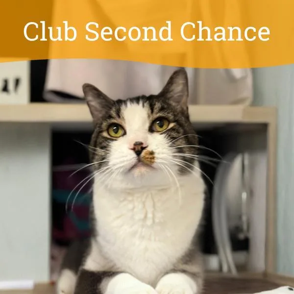 A senior large-sized male Domestic Short Hair cat named Bobby for adoption in Dublin, CA
