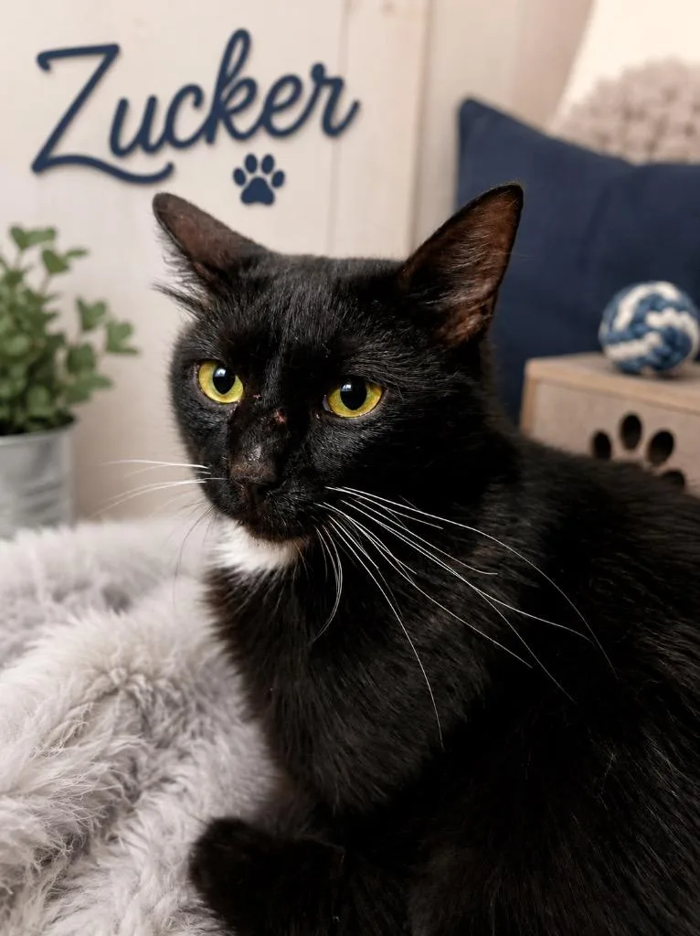 A young large-sized male Domestic Long Hair cat named Zucker for adoption in Dalton, GA