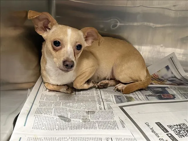A young medium-sized female Chihuahua dog named Queen Sherry for adoption in Van Nuys, CA
