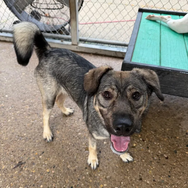 An adult medium-sized female Gray / Blue / Silver Mixed Breed dog named Smarty Pants for adoption in Charleston, WV