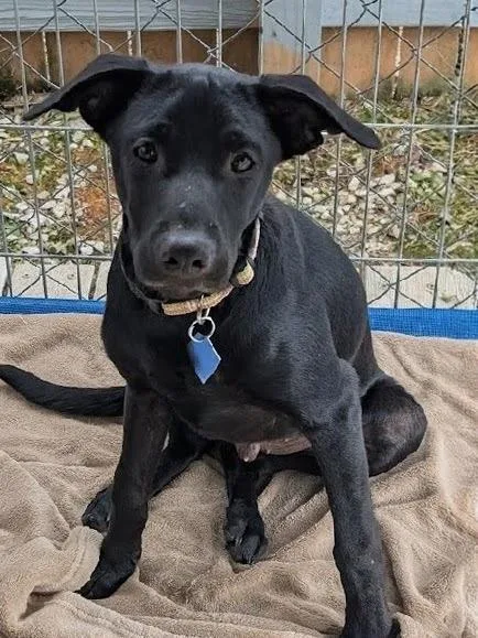 A baby medium-sized male Black Labrador Retriever dog named Woody for adoption in Scottsburg, IN