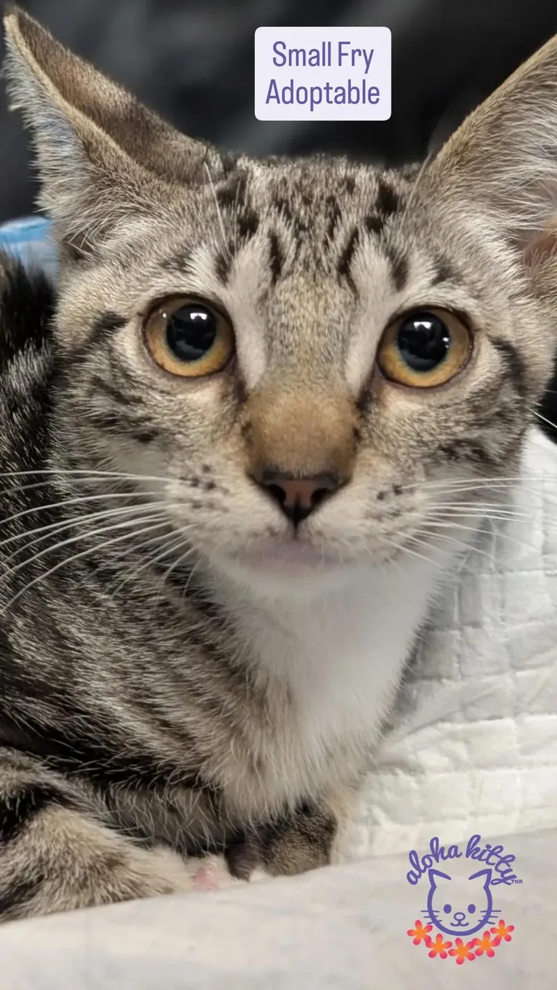 A baby medium-sized female Domestic Short Hair cat named Small Fry for adoption in Honolulu, HI