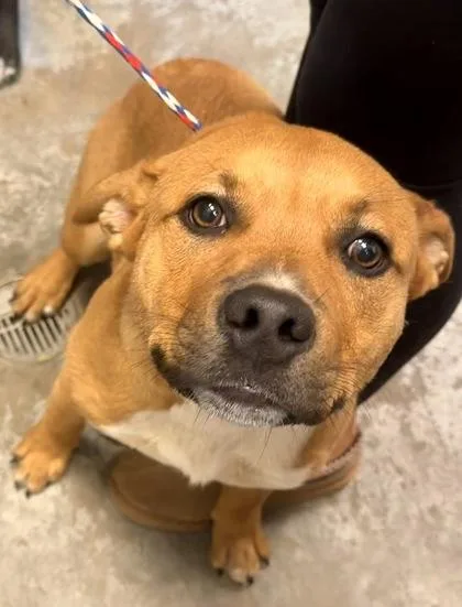 A young medium-sized male Pit Bull Terrier dog named Diesel for adoption in Bowling Green, KY