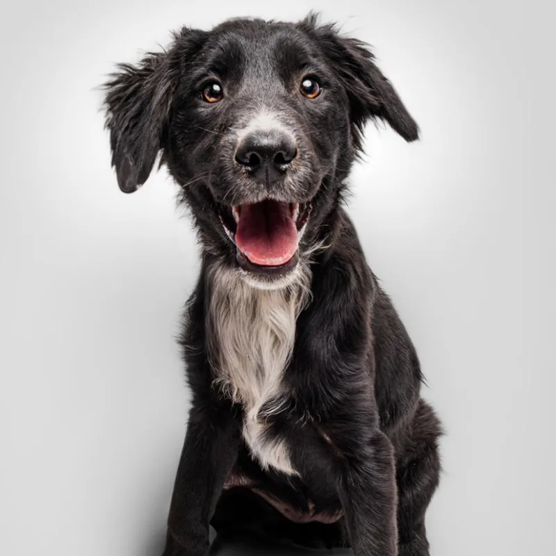 A baby medium-sized female Black Collie dog named Zola for adoption in Sonoma, CA