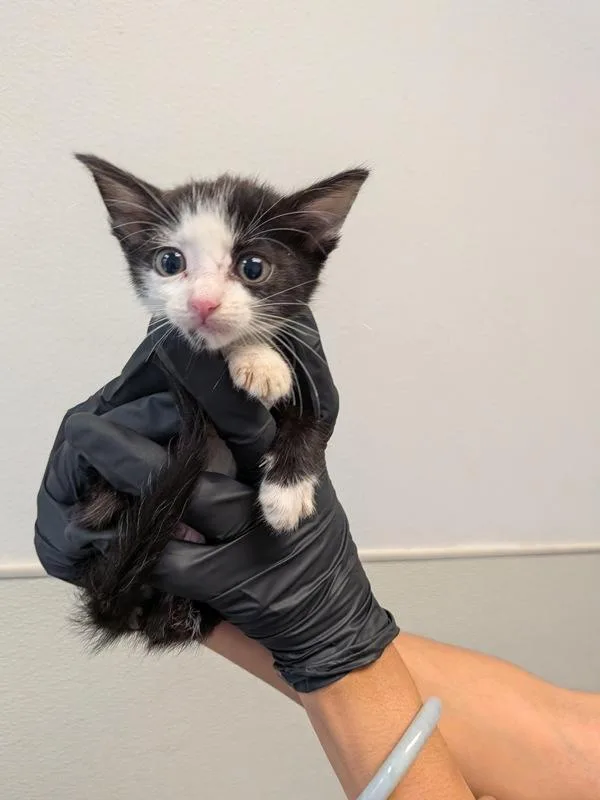 A baby small-sized female Domestic Short Hair cat named Wanda for adoption in San Diego, CA