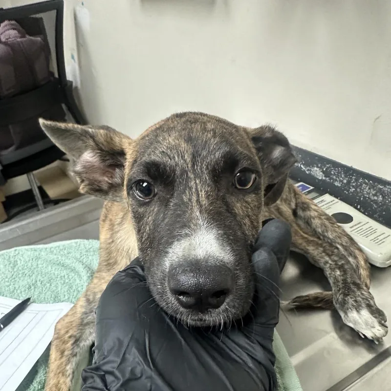 A baby large-sized female Yellow / Tan / Blond / Fawn Shepherd dog named AirConditioner for adoption in Lakeland, FL