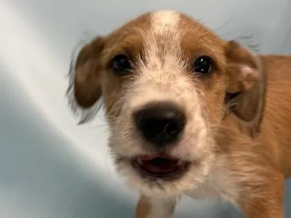 A baby small-sized male Coonhound dog named Proton for adoption in Golden Valley, MN