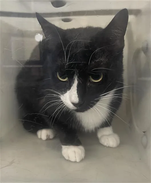 An adult medium-sized male Domestic Short Hair cat named Ike for adoption in Dallas, TX