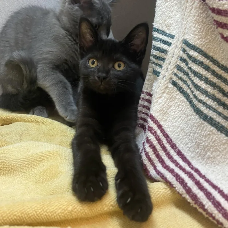 A baby small-sized female Black Domestic Short Hair cat named Jinx for adoption in Pittsburgh, PA