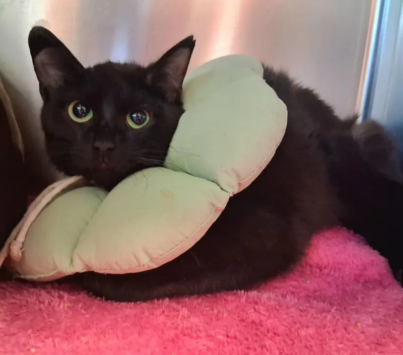 A young medium-sized female Domestic Short Hair cat named Lulu for adoption in Wintersville, OH