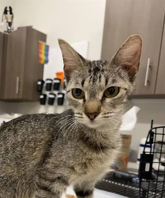 A young small-sized female Domestic Short Hair cat named Alma for adoption in Baytown, TX