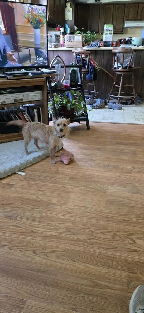 An adult small-sized female Tricolor (Brown, Black, & White) Terrier dog named Pippi for adoption in Evansville, IN