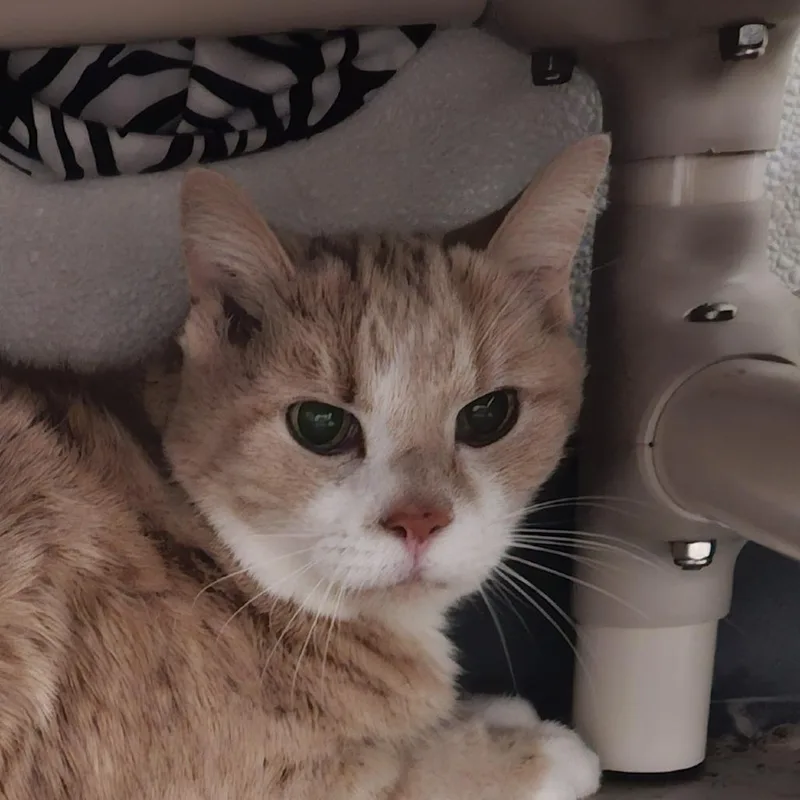 A senior medium-sized male Buff / Tan / Fawn Domestic Short Hair cat named Rudy for adoption in Brighton, MO