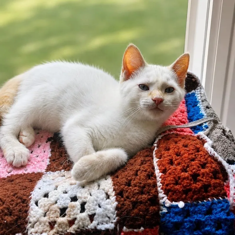 A baby small-sized male White Domestic Short Hair cat named Phoenix for adoption in Springfield, OH