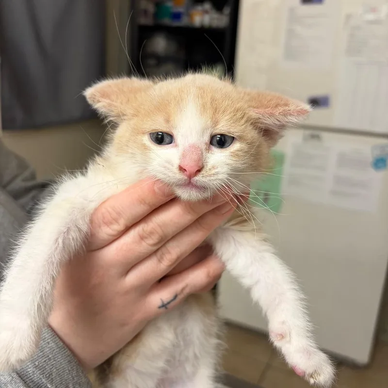 A baby small-sized male Buff / Tan / Fawn Domestic Short Hair cat named Scout for adoption in Pekin, IL