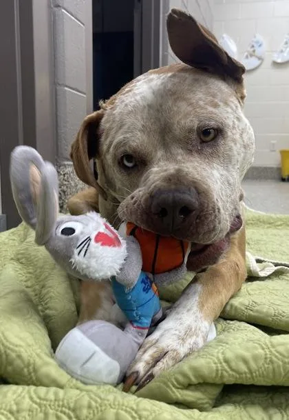 An adult medium-sized male Pit Bull Terrier dog named Reuben for adoption in Westland, MI
