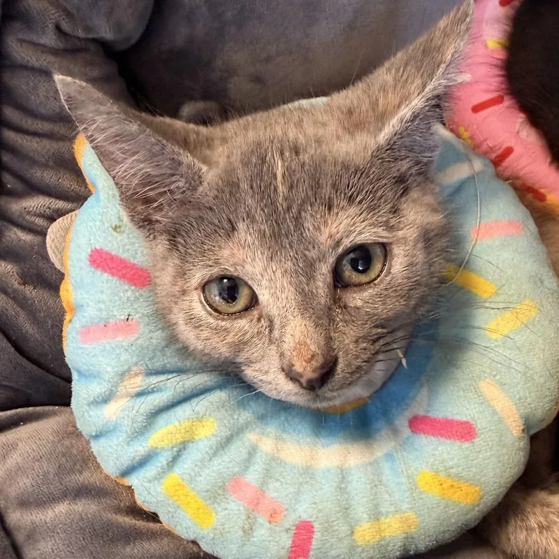 A baby small-sized female Tortoiseshell Domestic Short Hair cat named Papaya for adoption in Newark, DE