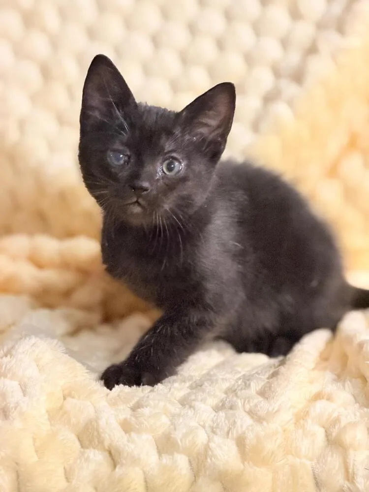 A baby medium-sized female Black Domestic Short Hair cat named Penalty Box for adoption in Oceanside, CA