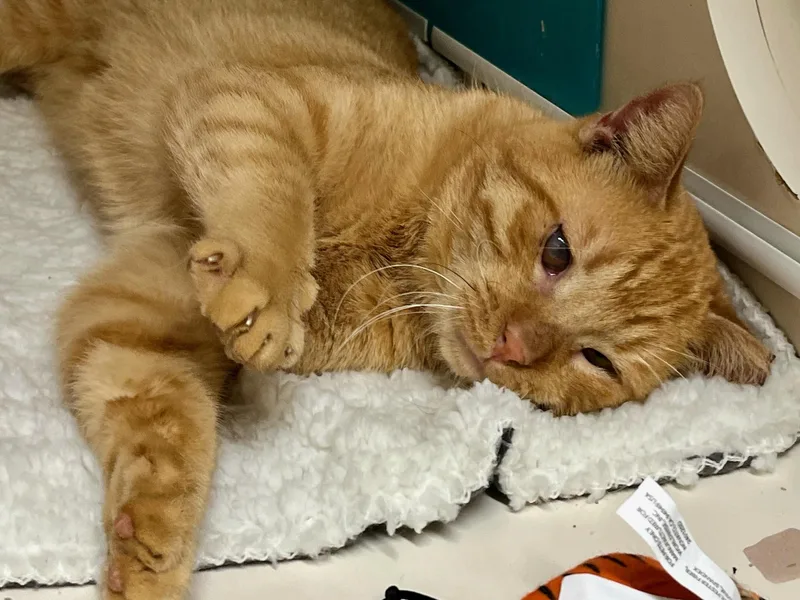 Mufasa Wd Sf thumbnail 2