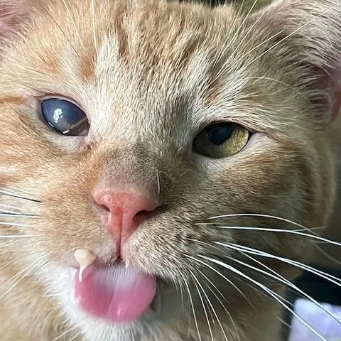 Mufasa Wd Sf thumbnail 3