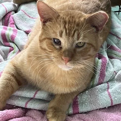 Mufasa Wd Sf thumbnail 4