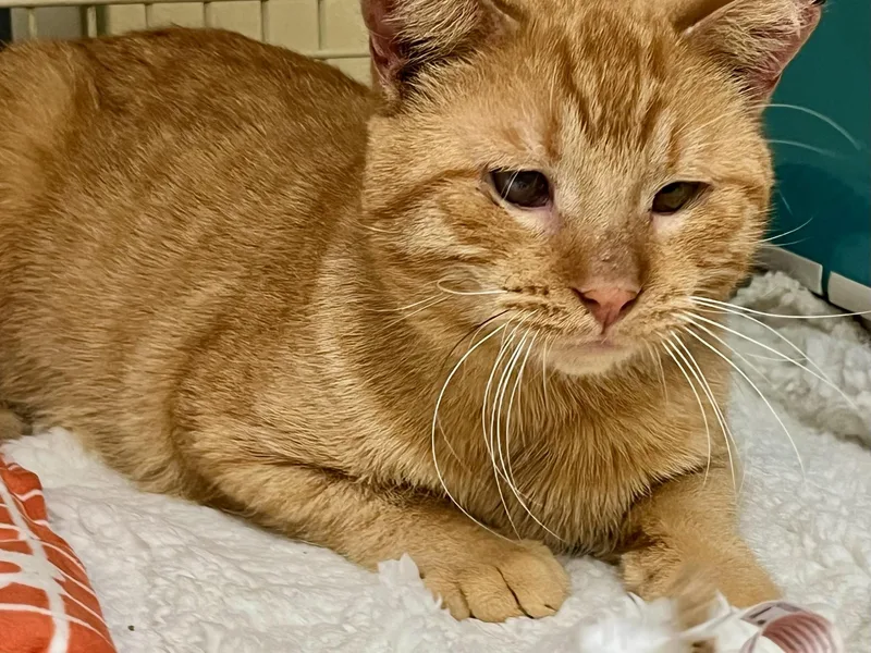 Mufasa Wd Sf thumbnail 5