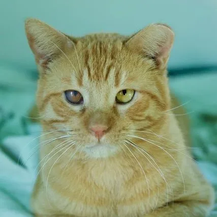 Mufasa Wd Sf thumbnail 6