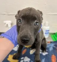 A baby small-sized male Mixed Breed dog named Bear for adoption in West Chester, PA