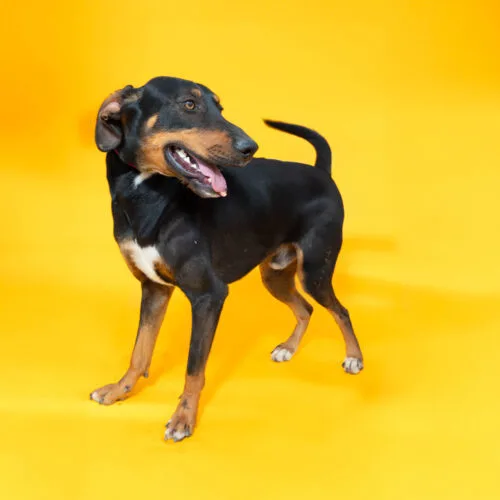 A young medium-sized male Black Doberman Pinscher dog named A.C. Slater for adoption in Sullivan City, TX