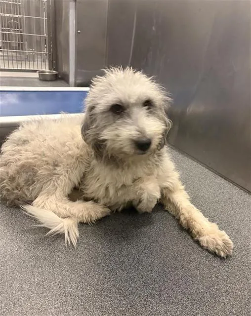 An adult large-sized male Mixed Breed dog named Snow for adoption in Dallas, TX
