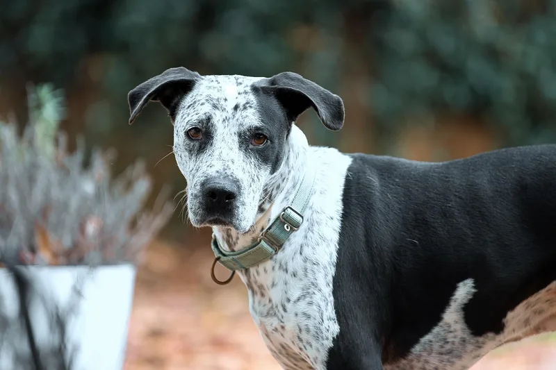 A senior medium-sized female Black Bluetick Coonhound dog named Isabelle for adoption in Chamblee, GA